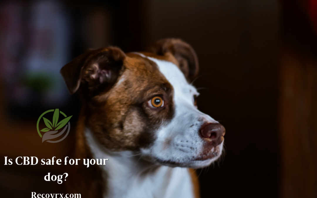 Is it safe to give your dog CBD?