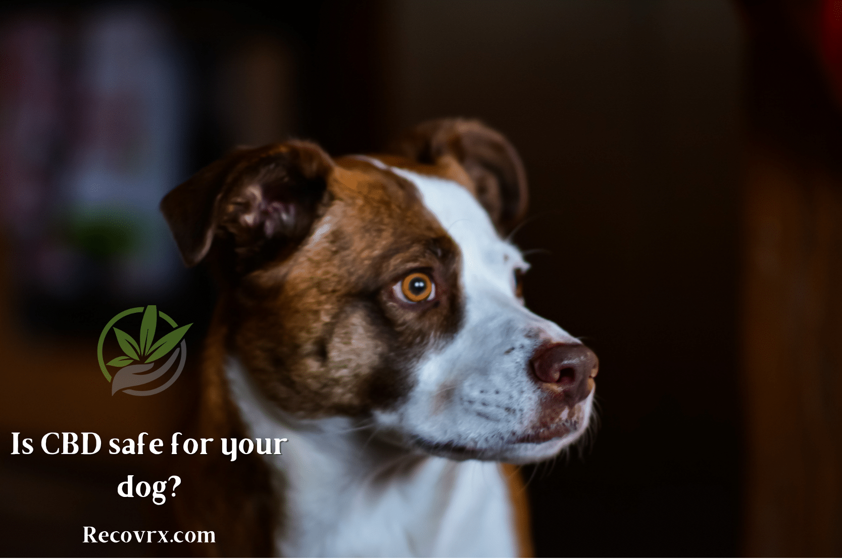 seasonal depression, recovrx, cbd